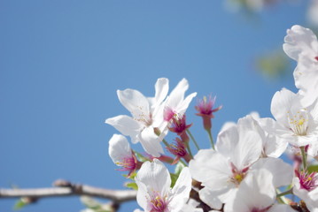 桜と青空