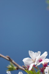 桜と青空-縦