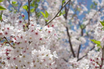 桜満開