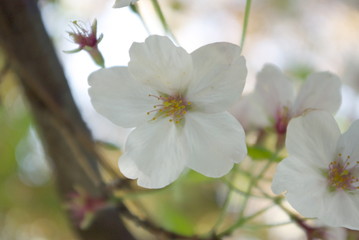 桜咲く