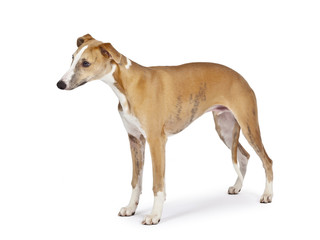 whippet