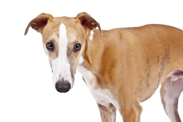 whippet