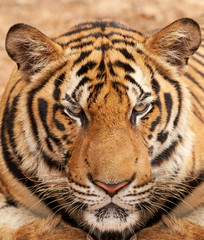 Tiger Portrait