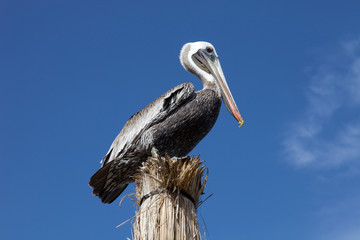 Pelican