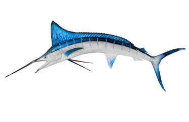 Swordfish Isolated with Clipping Path