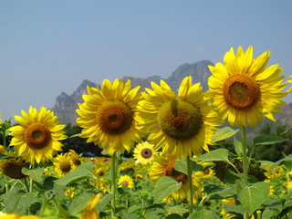 Sunflowers field