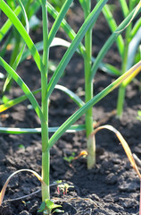 stems of garlic