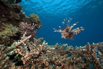 Lionfish and acropora.