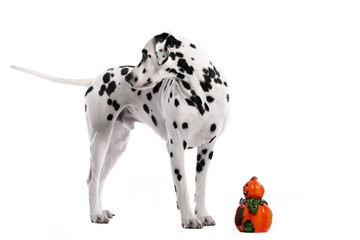 Hund Dalmatiner stehend