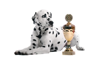 Dalmatiner Hund mit Pokal