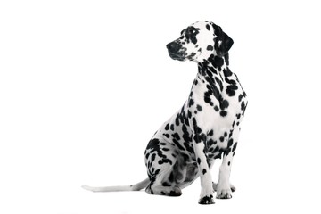 Hund Dalmatiner sitzend