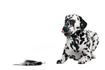 Dalmatiner Hund und Zeitung