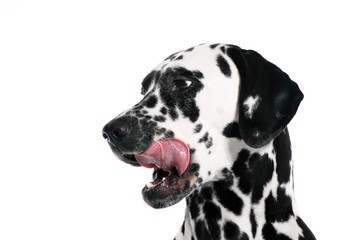 Dalmatiner  Hund Kopf Portrait
