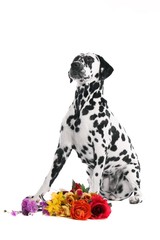 Hund Dalmatiner sitzend mit Blumen
