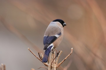 ウソ