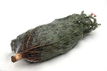 Tannenbaum im Netz