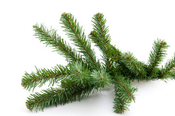 plastic Bare twig from christmas tree over white bachground