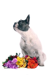 Französische Bulldogge Hund mit Blumen