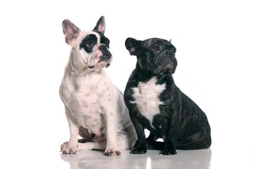 zwei Hunde French Bulldogge