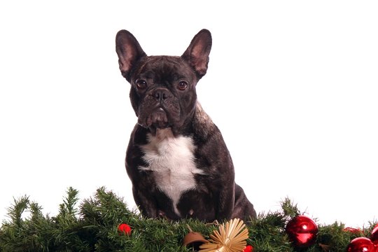 Französische Bulldogge sitzt in Weihnachtsgirlande