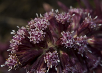 Lepiężnik różowy Petasites hybridus