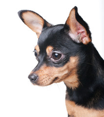 A close-up portrait of a russian toy terrier
