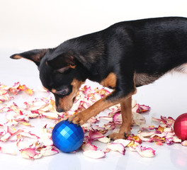 A toy terrier playing with a Christmas ball