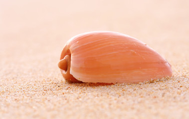 Obraz na płótnie Canvas Sea shell in beach sand