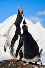 Singing penguins