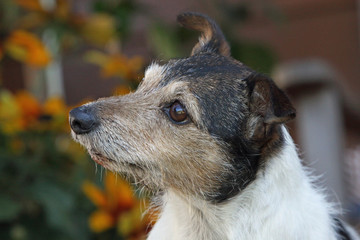 Jack Russell Terrier