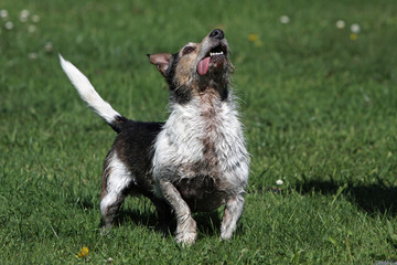 Jack Russell Terrier