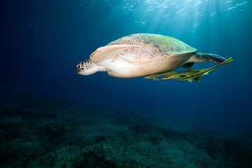 Green turtle and ocean.