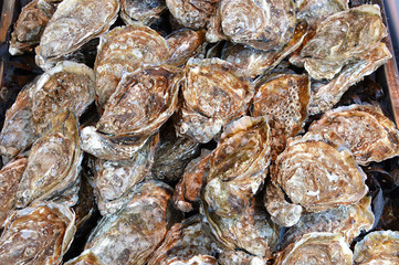 oysters