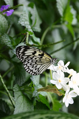 White butterfly over white flower.