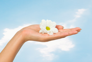 beautiful female hand with flower