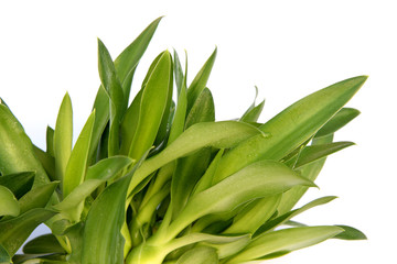 Obraz premium jeunes agaves