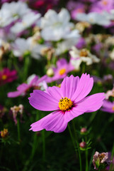 Obraz premium cosmos