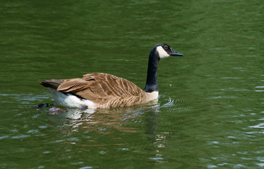 Canada goose (Branta canadensis)