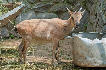 Wild goat (Capra sp.) kid near the drinking bowl
