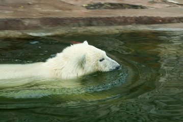 Naklejka na ściany i meble Polar bear (Ursus Maritimus) cub swims