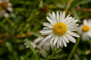 Fototapeta premium Shasta Daisies