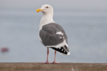 Fototapeta premium Sea Gull