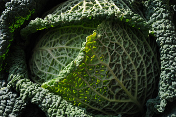 Wirsing - cabbage