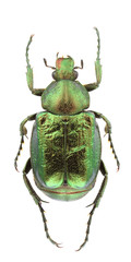 Gnorimus nobilis