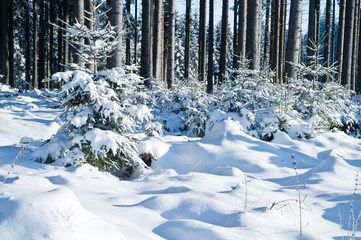 Winter Forest
