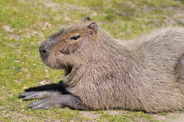 Portrait d'un Capybara vu de profil sur l'herbe