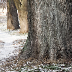 Toles tree