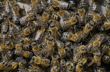 Bees in hive 8