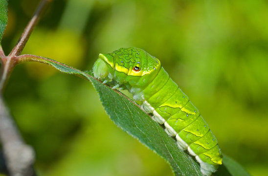 Green caterpillar 5