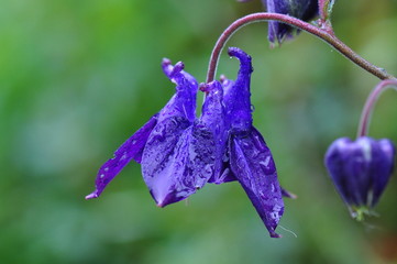 Blaue Akelei im Regen